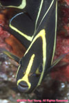 juvenile French angel fish
