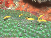 female blue-headed wrasses