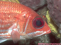 squirrelfish