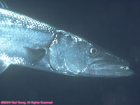 barracuda head