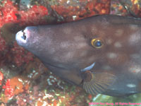 white-spotted filefish