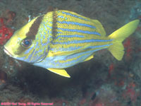 porkfish