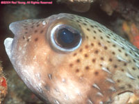 porcupinefish