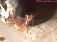 peppermint shrimp