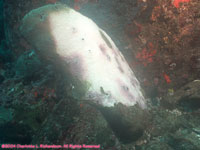 bleached head of brain coral