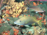 white grunt, with female princess parrotfish