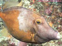 white-spotted filefish