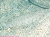 peacock flounder