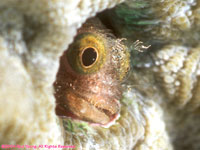 roughhead blenny