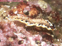 bicolored flatworm