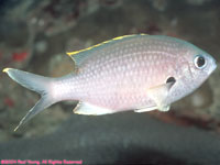 brown chromis