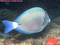 doctorfish