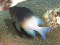 bicolored damselfish