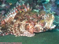 spotted scorpionfish