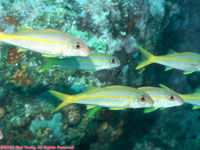 yellow goatfish