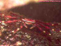 nimble spray crab