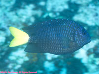 yellowtail damselfish