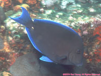 blue tang