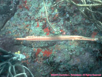 trumpetfish