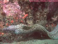 spotted moray eel