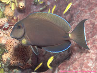 ocean surgeonfish