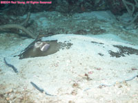 southern stingray