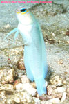 yellowheaded jawfish