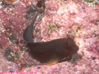 redlip blenny