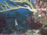 gorgonium and banded butterfly fish