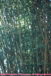 bamboo