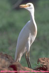 cattle egret