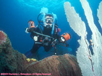 Paul preparing to photograph flamingo tongue cowries