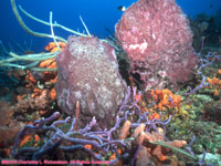 barrel and rope sponges