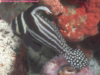 adult spotted drum