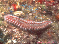 bristle worm