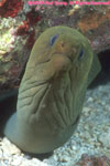 green moray eel