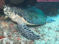 hawksbill turtle