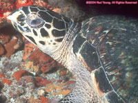 hawksbill turtle head