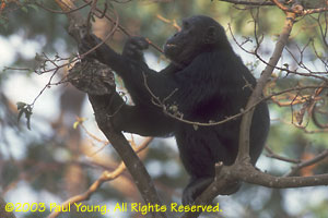chimpanzee eating leaves