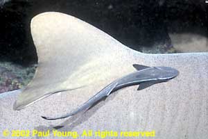 Sharksucker